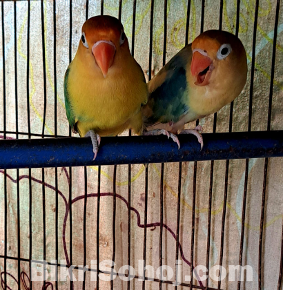 Lovebirds For Sale